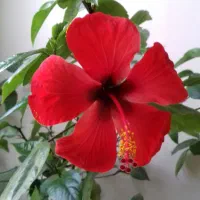 استخاره