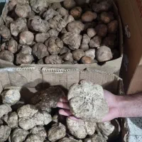 دنبلان ،اغر کوهی عمده