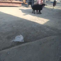 گوسفند زنده قصاب مجرب ارسال رایگان