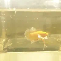 فایتر پلاکت دامبو گلد