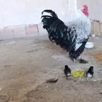 خروس برهما