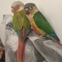 گرینچیک فروش فوری