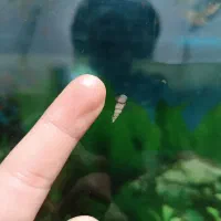 حلزون رامشون|ماهی|تهران, یافت‌آباد|دیوار