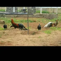 سوماترا یوکوهاما زینتی لاری ایام سمانی|حیوانات مزرعه|تهران, سیزده آبان|دیوار