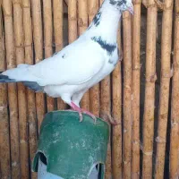 کبوتر نر مخصوص بازی|پرنده|بندر ترکمن, |دیوار