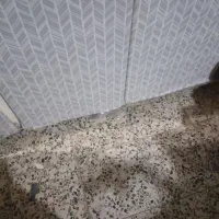 قالی کار کرده سه میلیون سینک و کابینت هم ۳ میلیون|فرش|اندیمشک, |دیوار