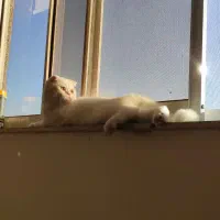 گربه اسکاتیش فولد|گربه|بندر انزلی, کوی آزادگان|دیوار