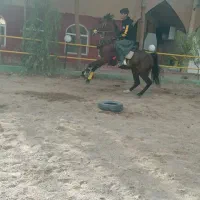 خرید وفروش باچک مدتی|اسب و تجهیزات اسبسواری|حبیب آباد, |دیوار