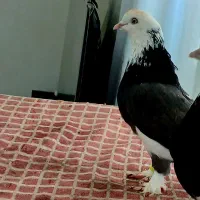 کفتر گوره درجه یک فروشی