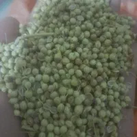 گشنیز تراکتوری سبز و توپی در حد بوجار