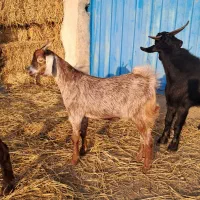 بز پلنگی با ۲تا چپش|حیوانات مزرعه|گرگان, |دیوار