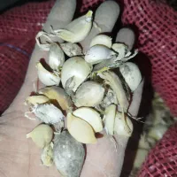بذر حبه موسیر کوهی