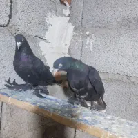 کفتر گویگوریوخ و اهر قرسی غیرتی