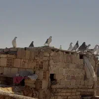 تعدادی کفتر فروشی