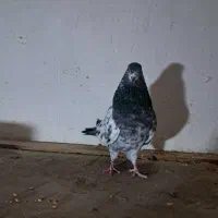 کبوتر گرفته شده|پرنده|سنگر, |دیوار