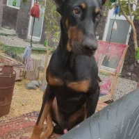 دوبرمن نر گوش دم عمل شده