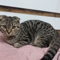 گربه میکس اسکاتیش دی اس اچ