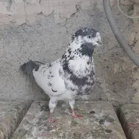 کفتر نر قاره سیاه|پرنده|فردیس, فردیس|دیوار