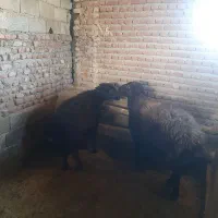 گوسفند نر و ماده