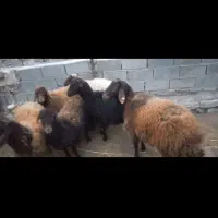 بره ماده هترو