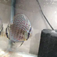 حیوانات|ماهی|کرمانشاه, |دیوار