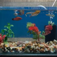 ماهی و آکواریوم و لوازم