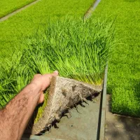 بانک نشا قلی زاده