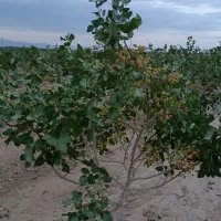 فروش-به-علت-نیاز-مالی-باغ-پسته-10-جریب-بارده