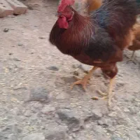 خروس قرمز|حیوانات مزرعه|شوط, |دیوار