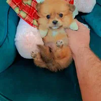 پامر خرسی عروسکی|سگ|رشت, دیانتی|دیوار