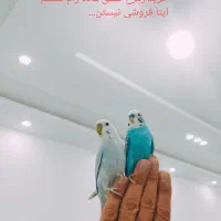 مرغ عشق