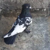 رنگه جفتگاه|پرنده|قوچان, |دیوار