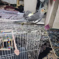 عروس هلندی سیامون و گلباقلی