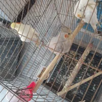 جفت مولد همراه با یک جوجه|پرنده|باقرشهر, |دیوار