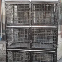 فروش کبوتر دوکتی سرخ