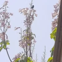 رتبه اعتباری بالا و پایین