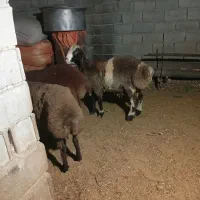 دو..رس نر بره چاق|حیوانات مزرعه|مینودشت, |دیوار