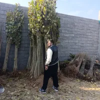 انــواع نهال صنوبرو چـنار و نهال میوه