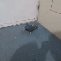 کبوتر|پرنده|رفسنجان, |دیوار