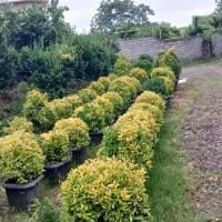 شمشاد طلایی و سبز