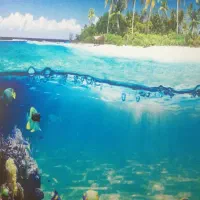 نصاب کاغذدیواری.کفپوش چمن مصنوعی موکت بومی بندر|خدمات پیشه و مهارت|بندرعباس, |دیوار