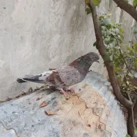 چند عدد سرور و طوقی|پرنده|لنگرود, |دیوار