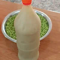 سن ایچ پسته کوهی محصول درخت بنه