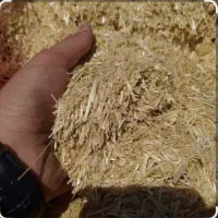 فروش کاه درجه یک تحویل درب دامداری