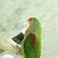 شاه طوطی نر 5 ماهه خریداری شده از مجموعه بیات پروت