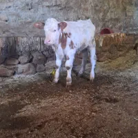 گوساله نر سمینتال