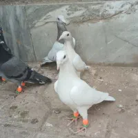 ۵ تا کبوتر کله هما هفت رنگ و سبز المانی جوجه