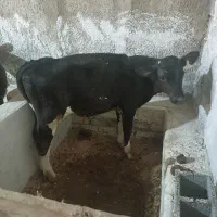 گوساله نر هولشتاین فوری توضیحات بخوانید