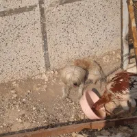 سگ پا کوتا ماده.