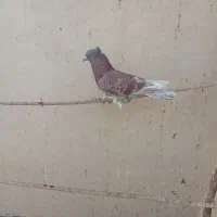 رواعب|پرنده|قم, شاه سید علی|دیوار